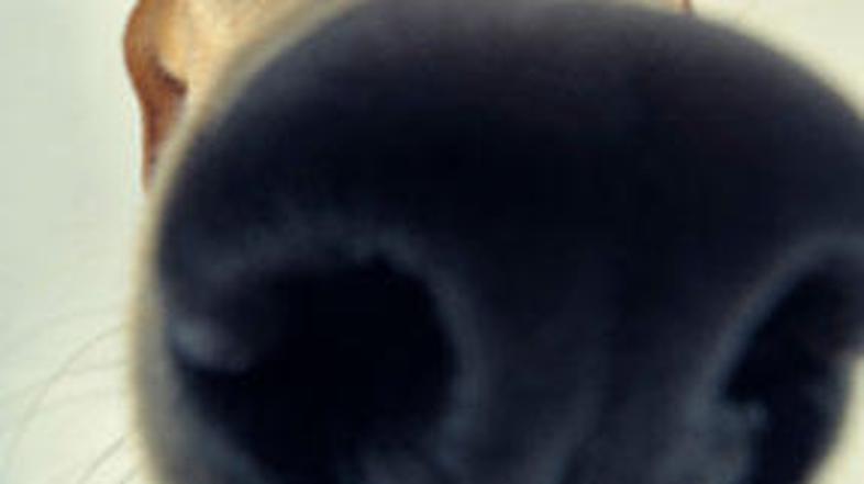 Sesalci se prek vonja opozarjajo na nevarnost.