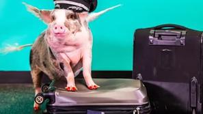 Lilou terapevtski prašič