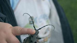 Insekti so cenejši in lažje dostopni za raziskave kot miši.