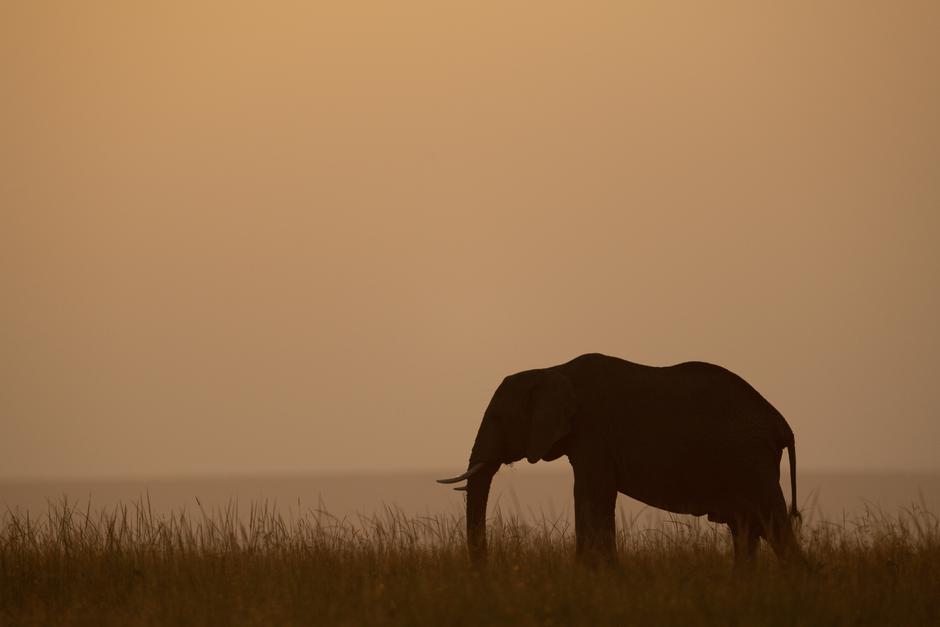 Afriški gozdni slon | Avtor: Profimedia