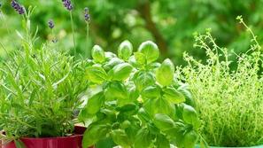 Rastline na balkonu imajo ključni pomen. (Foto: Shutterstock)