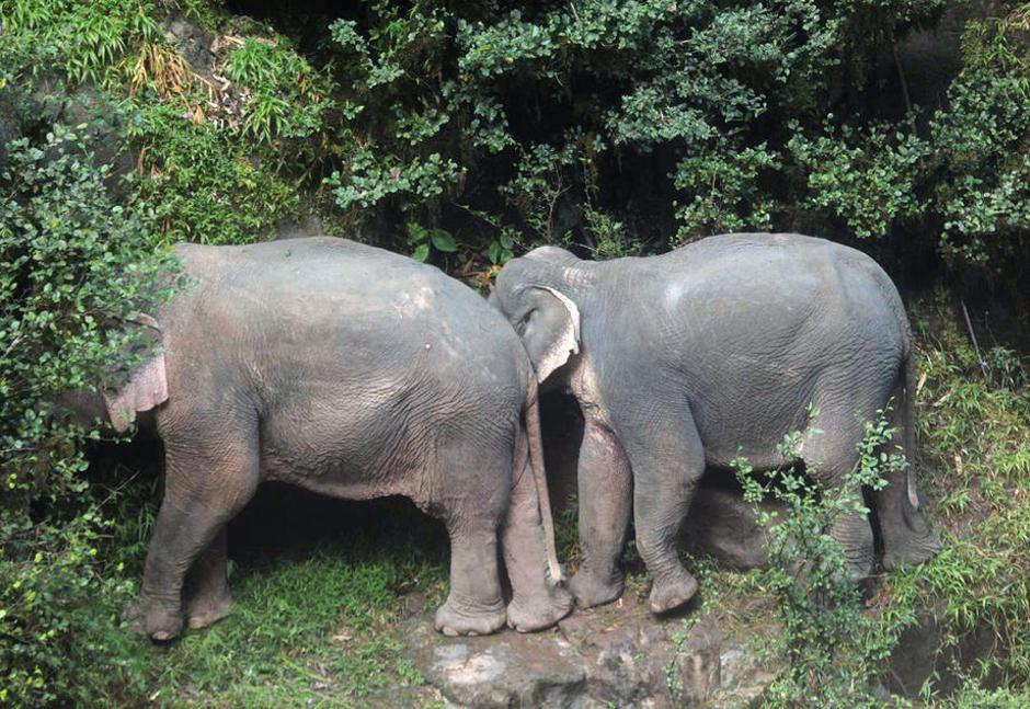 Sloni poginili Tajska | Avtor: Epa