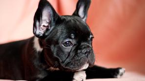 Prepričajte se, da ste odstranili glavico klopa, in kosmatinca opazujte še nekaj