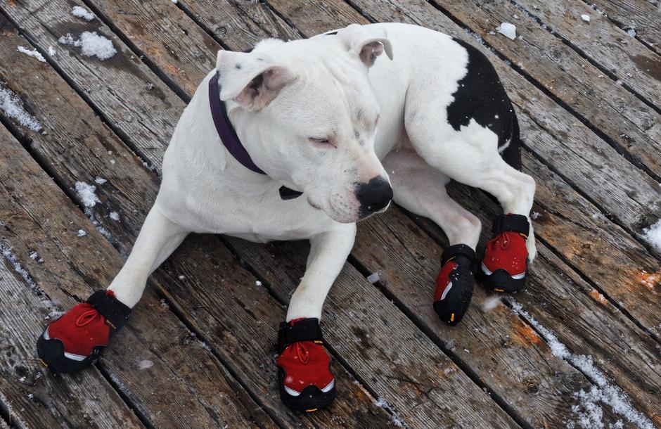 pes sneg čevlji | Avtor: Pixabay