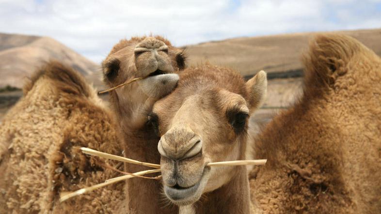 Kamele svojo populacijo vsakih devet let podvojijo. (Foto: Shutterstockl)