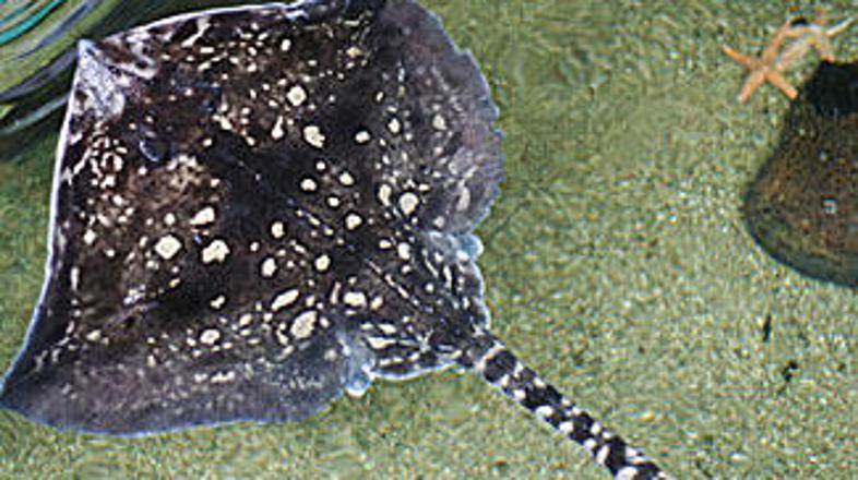 Skat, kakršen je napadel žensko, lahko zraste do več kot treh metrov in tehta pr