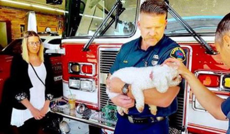 Pes in gasilec | Avtor: Facebook