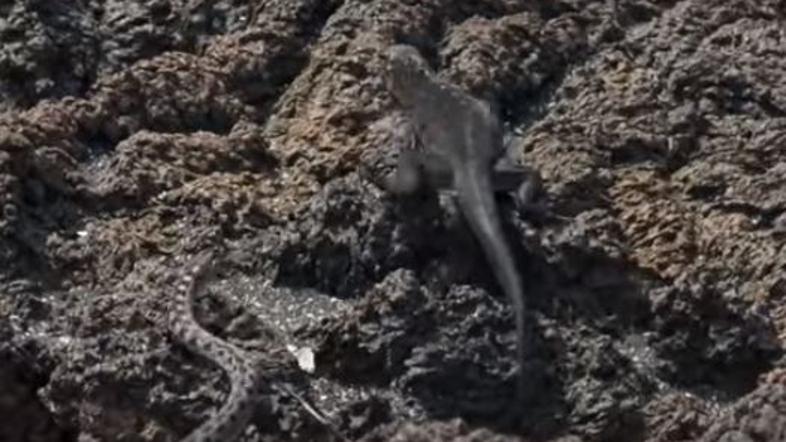 BBC nagrajen dokumentarec