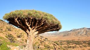 (Foto: Shutterstock)