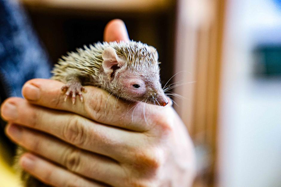 Nika Leben | Avtor: Saša Despot