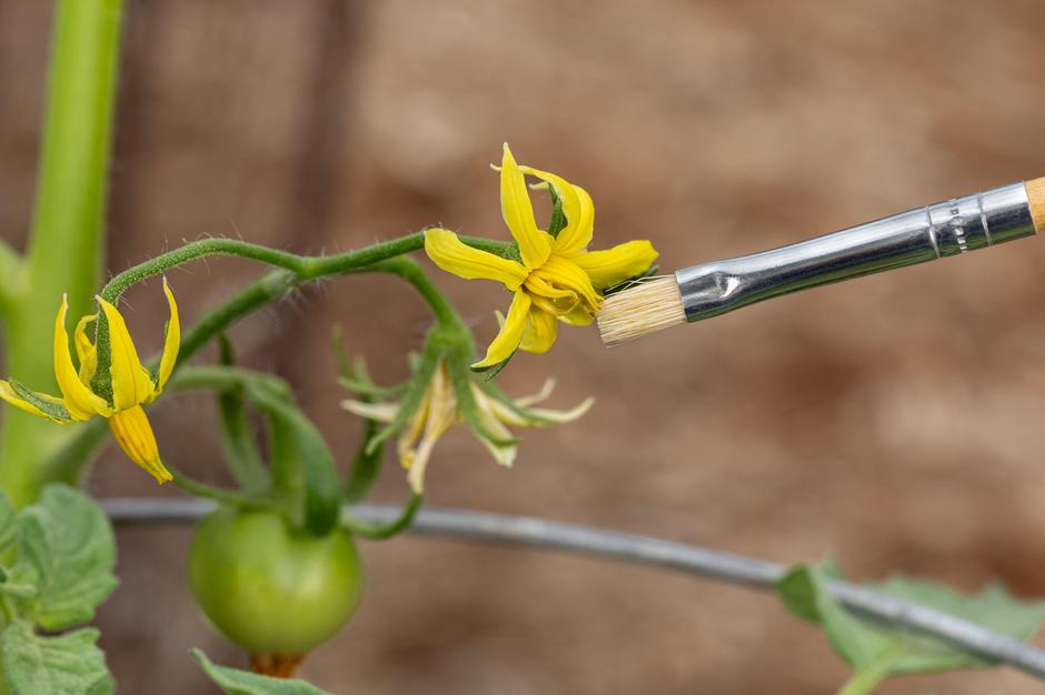 Ročno opreševanje rože s čopičem | Avtor: Profimedia