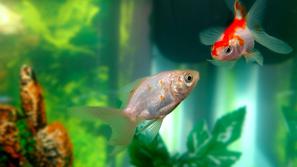 Če ribe zbolijo, jih hranite manj. Zmanjšan apetit bodo imele tudi ob prevozu in