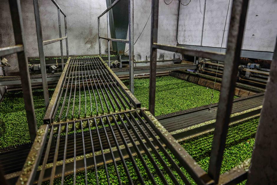 obiranje hmelja | Avtor: Saša Despot