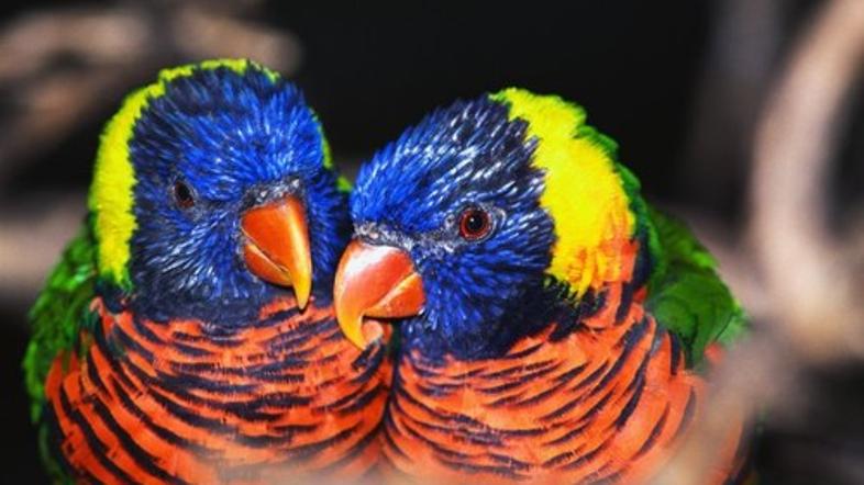 Zaljubljene papige