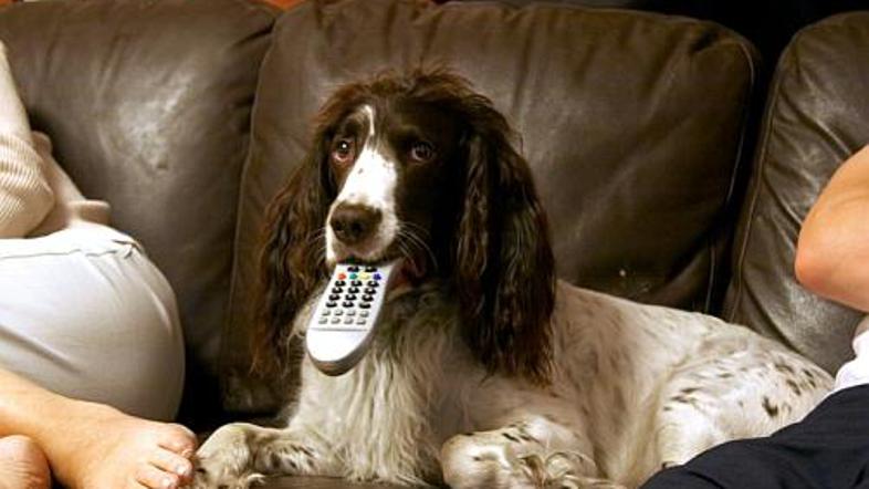 Kjer se prepirata dva ...