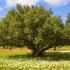 arganovo drevo