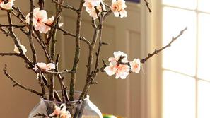 Nežni češnjevi cvetovi