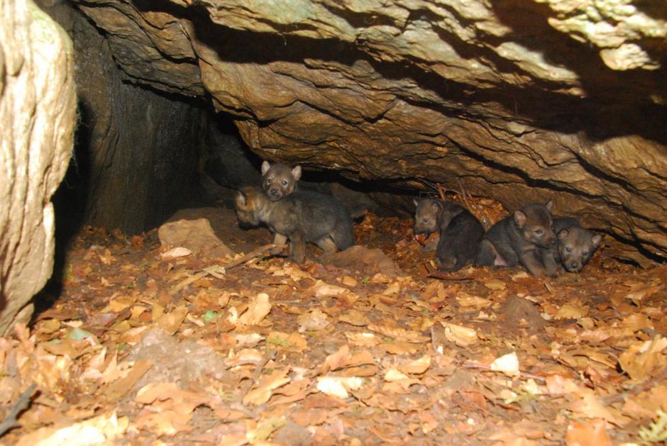 Volkovi, Tonka  | Avtor: SloWolf