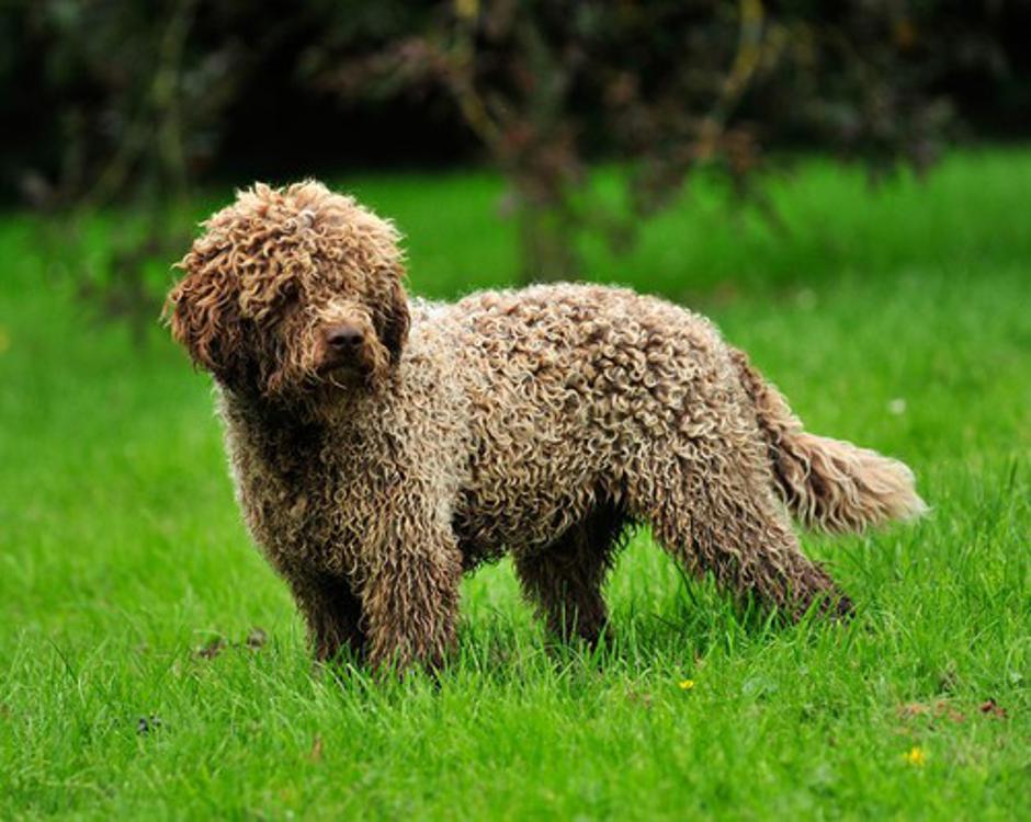lagotto romagnolo | Avtor: Profimedias