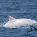 Albino delfin