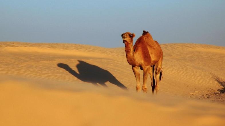 (Foto: Shutterstock)