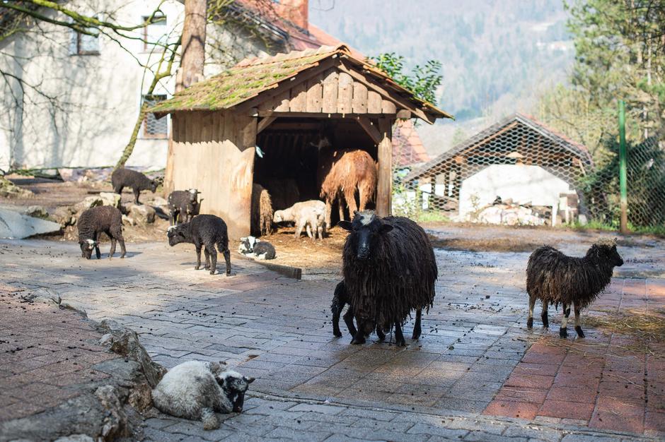 Zoo Park Rožman | Avtor: Anže Petkovšek