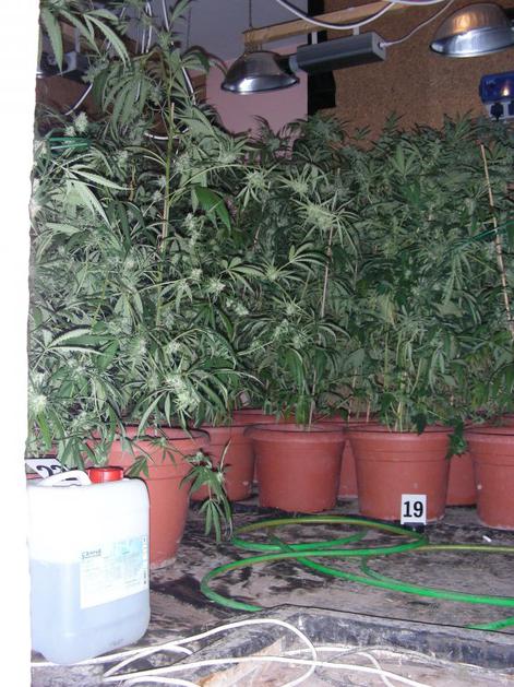 Zasežena konoplja v Rogaški Slatini.