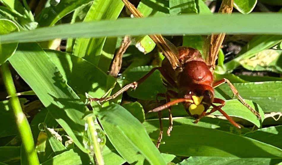 Bolezen modrikastega jezika povzroča množične pogine drobnice in goveda v Sloveniji