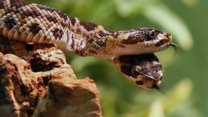 Klopotača z dvema glavama