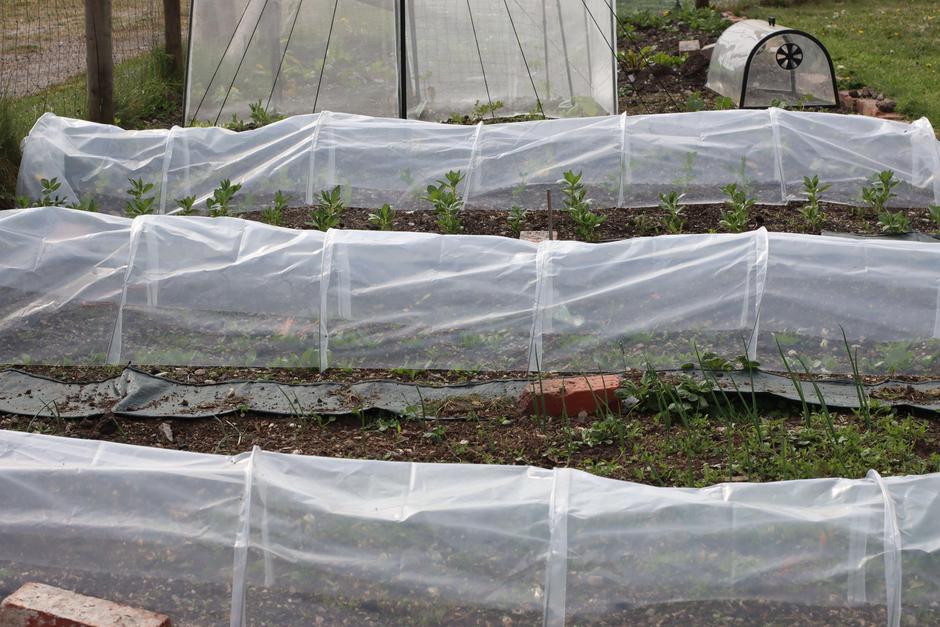 zelenjavni vrt | Avtor: Profimedia