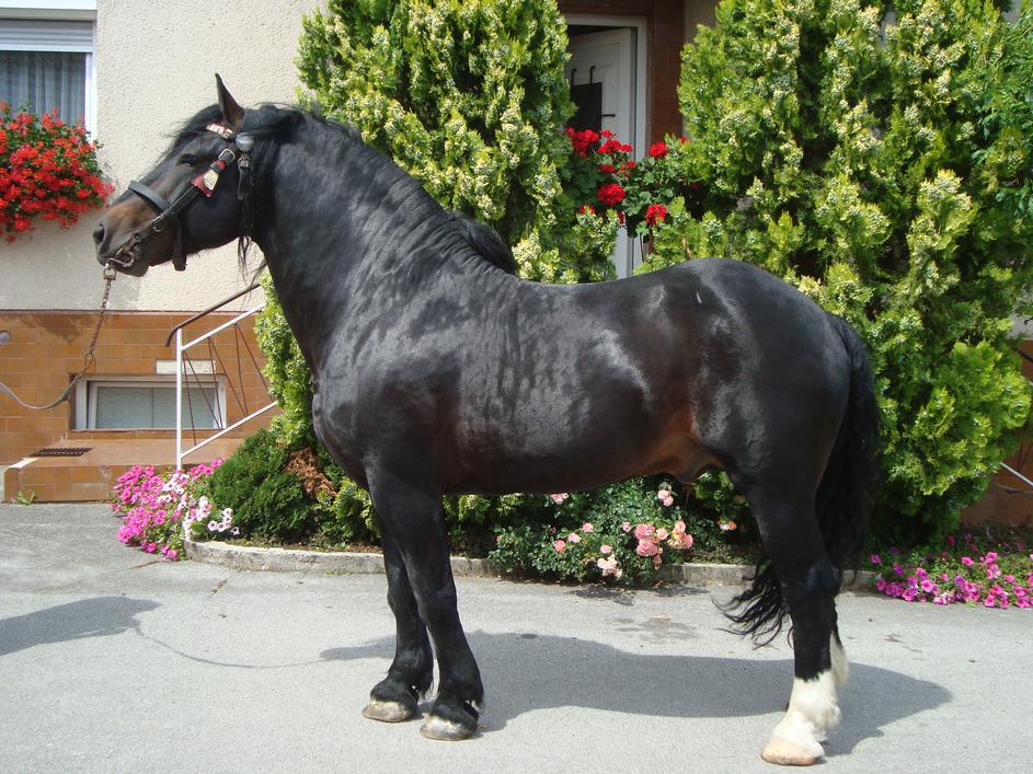 Slovenski hladnokrvni konj