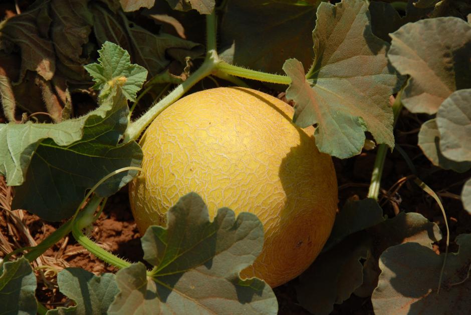 melona | Avtor: Profimedia