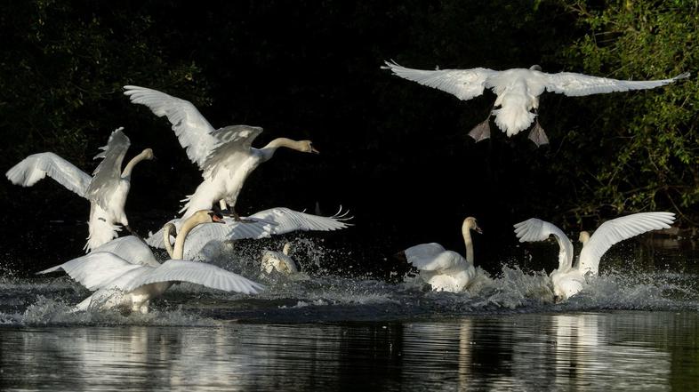 labodi ptičja gripa
