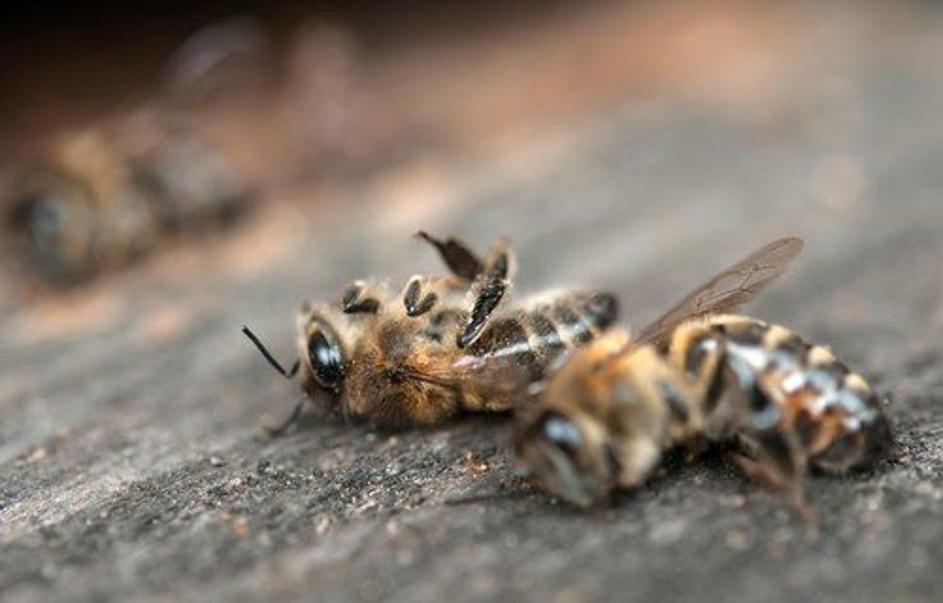 Mrtve čebele
