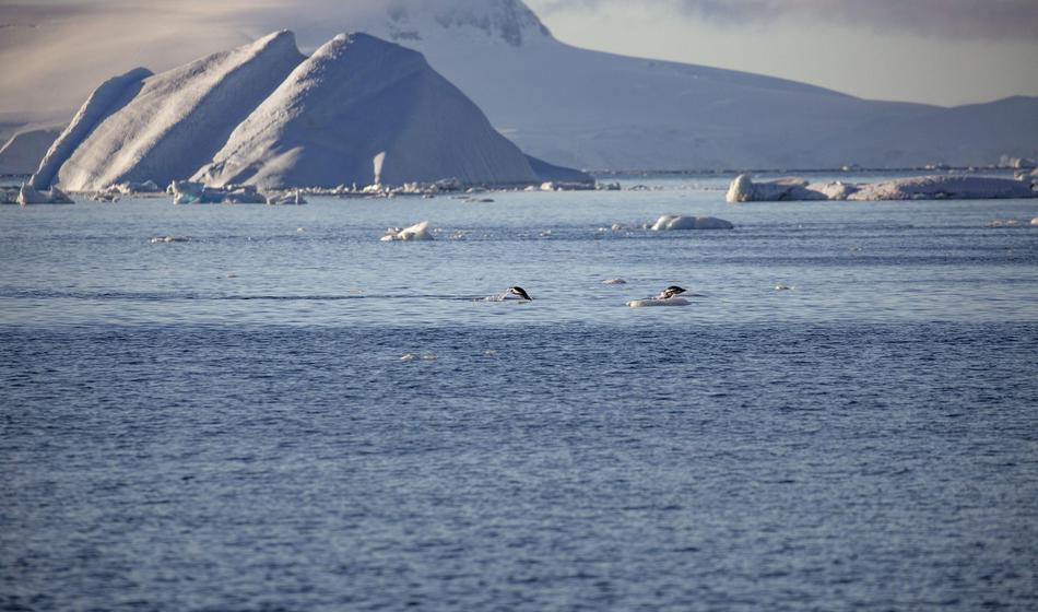 Razmere so se poslabšale, še ena vrsta ogrožena
