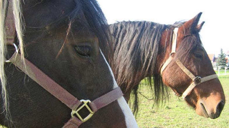 Na štefanovo še danes blagoslavljajo konje.