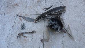 Ubita ptica