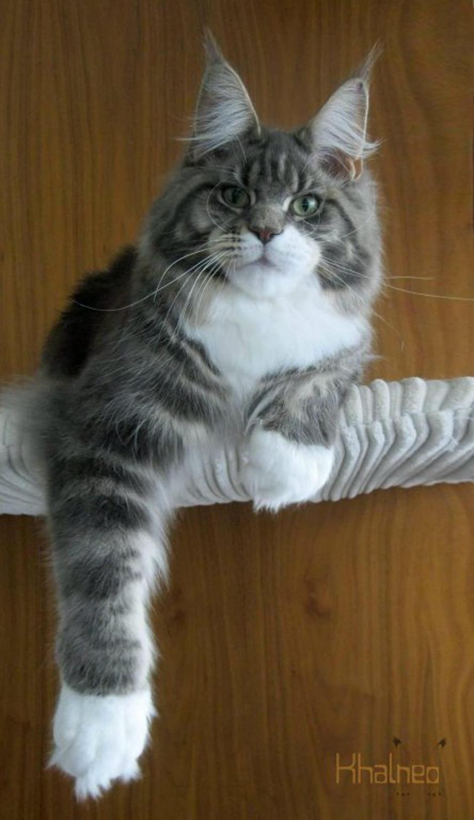 Maine coon | Avtor: Khalneo