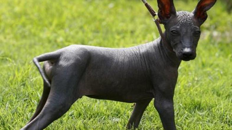 Perujsko darilo z velikimi ušesi!