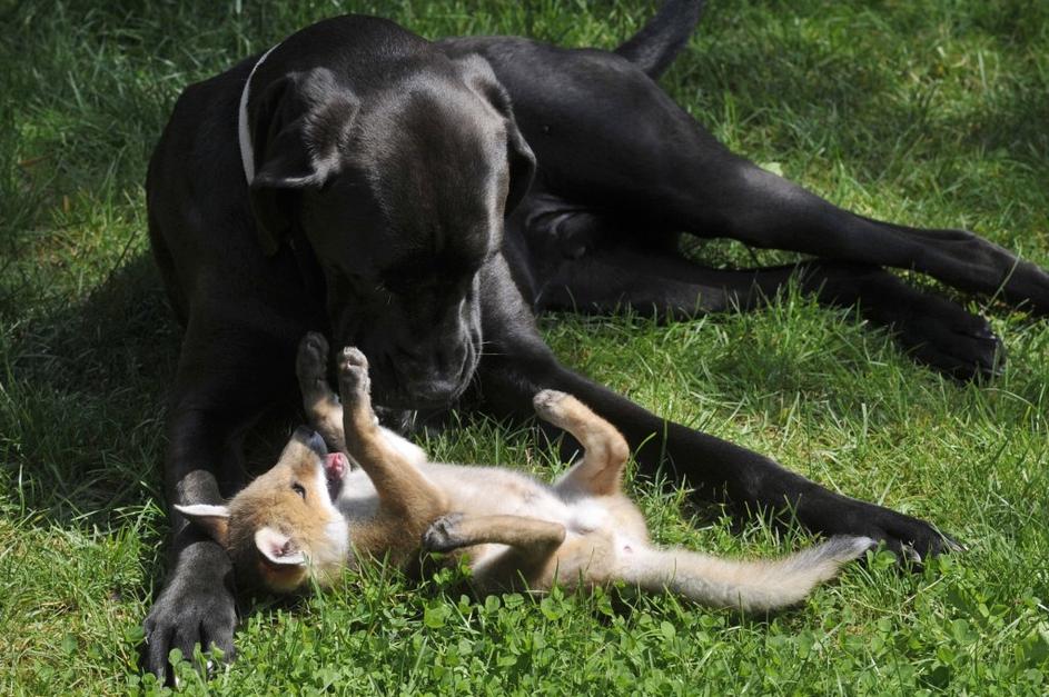 Lisička in pes