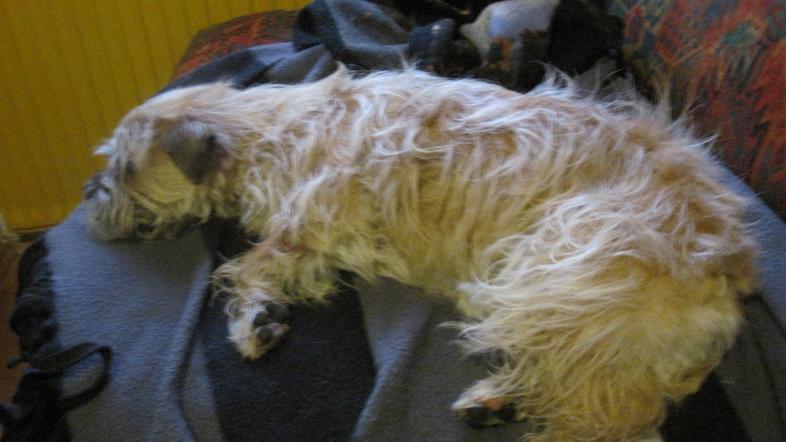 Ella po veterinarski oskrbi. Imela je tudi dve ugrizni rani. (Foto: Žurnal24)