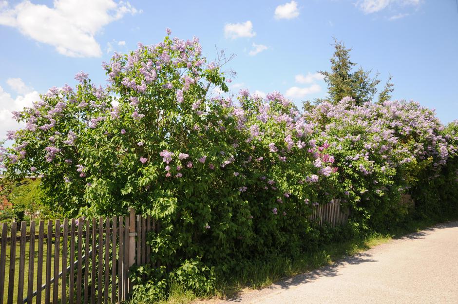 španski bezeg | Avtor: Profimedia