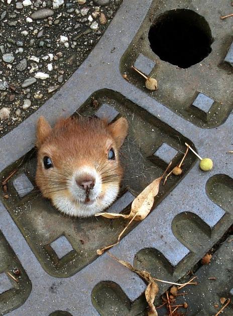 Veverica obtičala v kanalizaciji