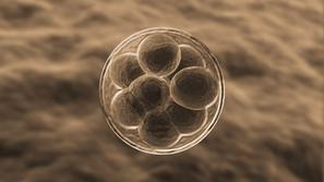 8-celični embrio.