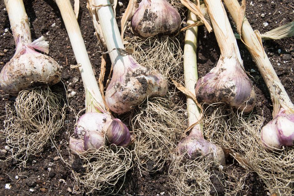 česen | Avtor: Profimedia