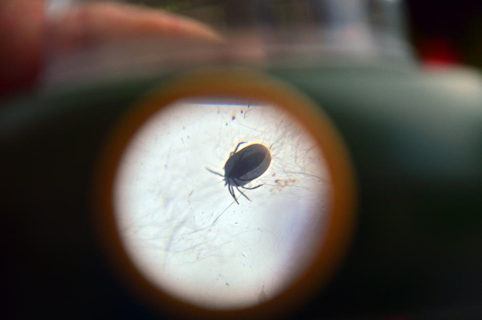 Klop | Avtor: Andrej Leban