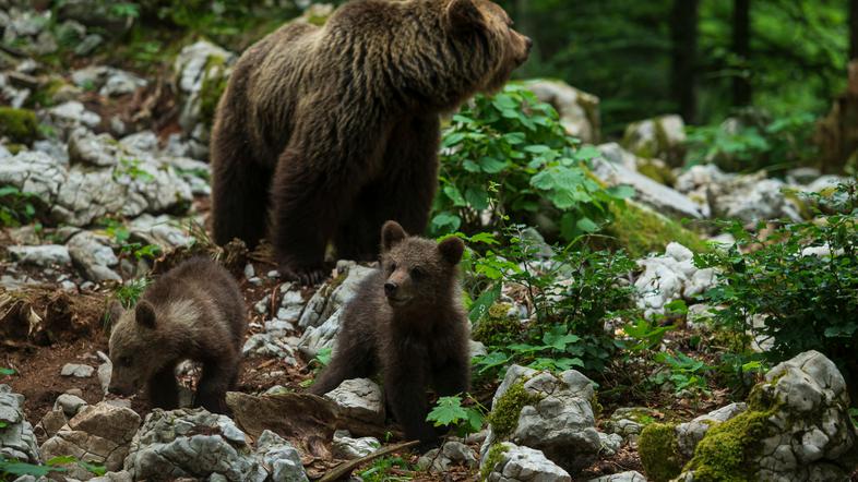 Rjavi medved medvedka z mladiči