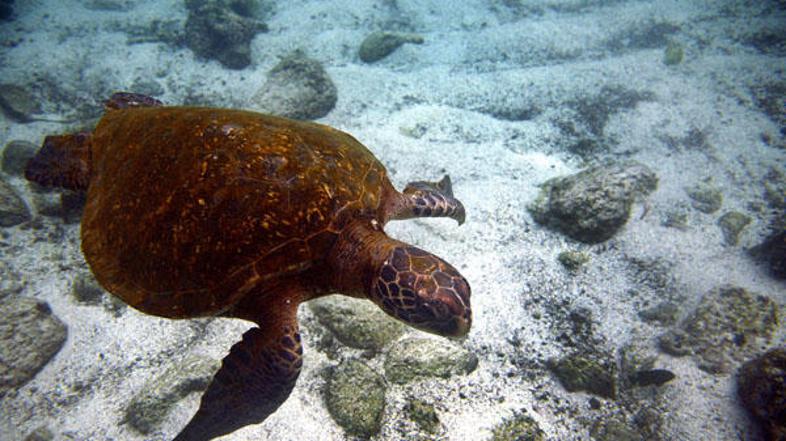 V redki želvi se je naselilo božanstvo. (Slika je simbolična, foto: AFP)