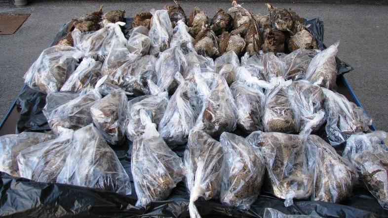 Najbolj priljubljene so poljske jerebice, prepelice in kljunači. (Foto: Carinska