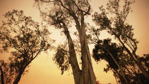 Rdeča drevesa dosežejo starost 800 let in višino 70 metrov.